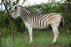 Zebra (21 von 28).jpg